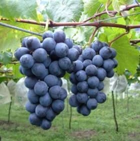 巨峰葡萄